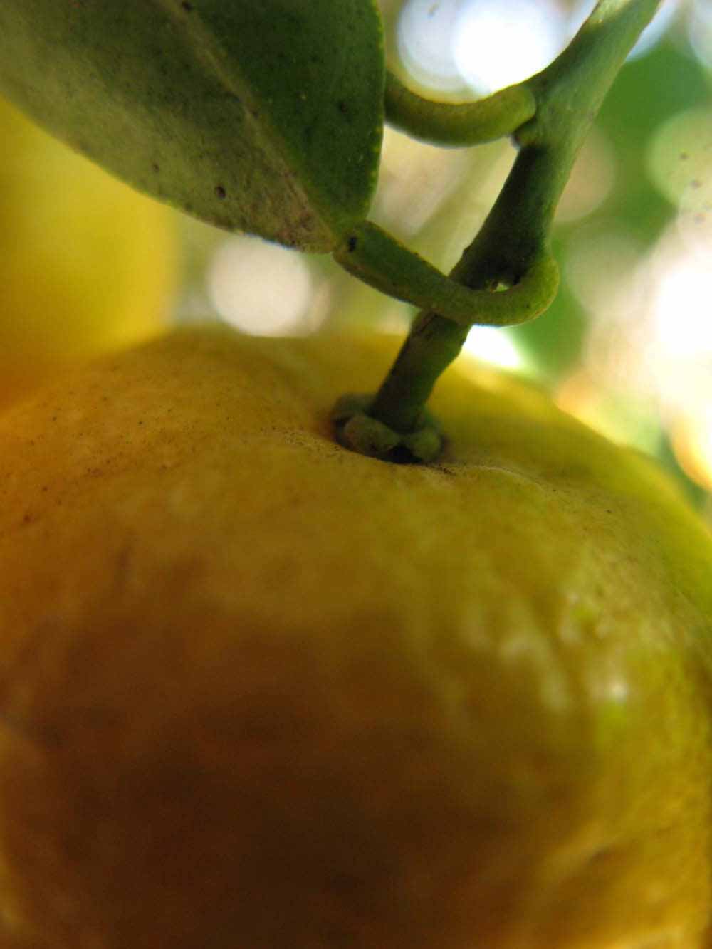              Fruit (Winter Haven, FL)       